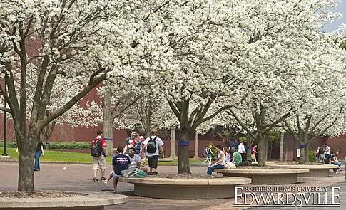 Du học Mỹ - ESLI - Southern Illinois University Edwardsville với học bổng 70%