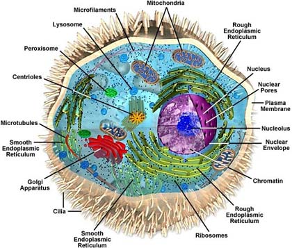 Du học Mỹ - Ngành Sinh học (Biology) tại Valdosta State University, bang Georgia