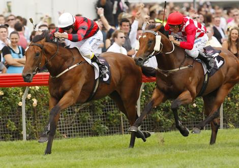 Du học Úc - Chứng chỉ III ngành Ngựa đua (Racing - Track Rider) - TAFE Western Australia