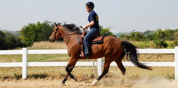 Du học Úc - Khoa học Ngựa (Equine Science) - Charles Sturt University