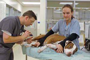 Ngành Kỹ thuật viên thú y (veterinary technician) tại Georgian College – Du học Canada